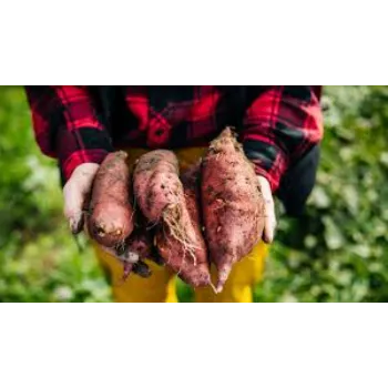 Organic Sweet Potato